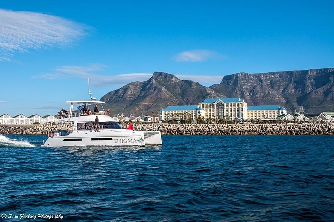 1 Hour Coastal Catamaran Cruise from Cape Town - Wildlife sightings are a welcome bonus