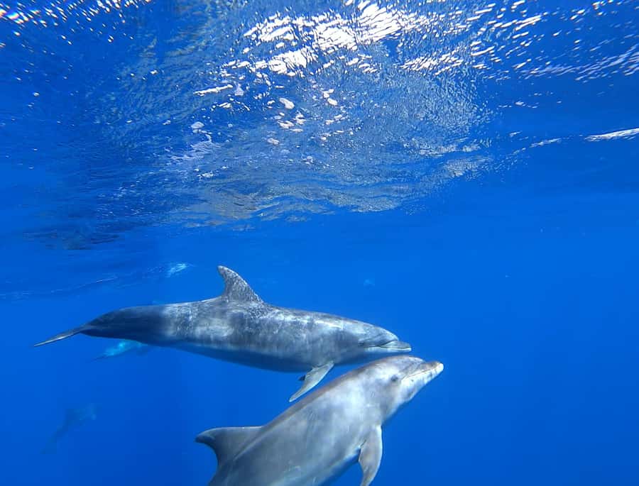 3-hour Catamaran Adventure on the waters of Sal Island - Who should book this experience?