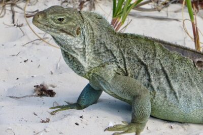 4-Hour Catamaran Sail and Snorkel Tour from Grace Bay