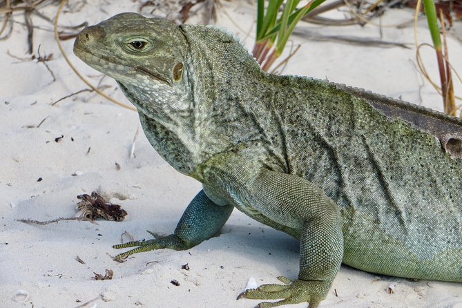 4-Hour Catamaran Sail and Snorkel Tour from Grace Bay - The reef stop: warm water and useful help