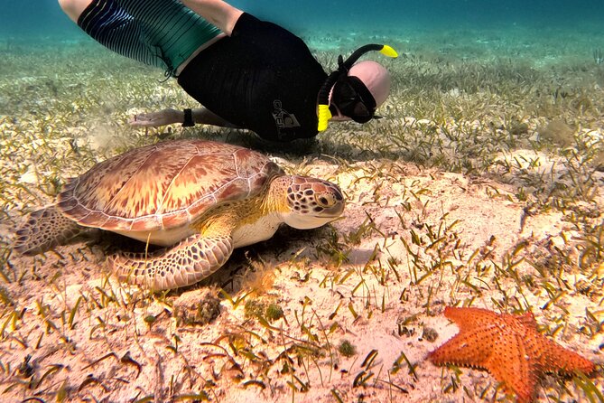 4 Hour Cozumel Turtle Sanctuary Experience on a Luxury Catamarán - The Ride From Downtown Cozumel