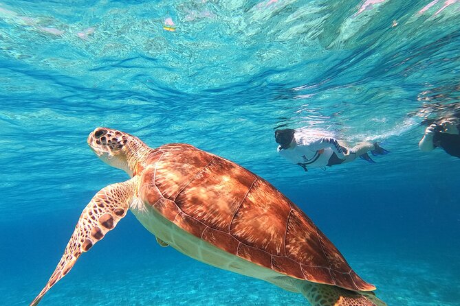 4 Hour Cozumel Turtle Sanctuary Experience on a Luxury Catamarán - El Cielo and Its Starfish