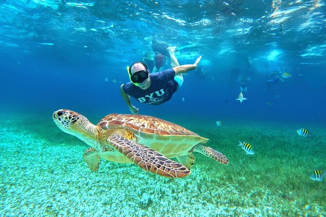 4 Hour Cozumel Turtle Sanctuary Experience on a Luxury Catamarán - Snorkeling the Reefs and Turtle Area