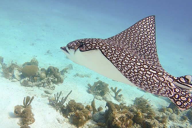 4 Hour Private Catamaran Sail and Snorkel from Grace Bay Beach, Providenciales - Timing, Pickup, and What to Bring