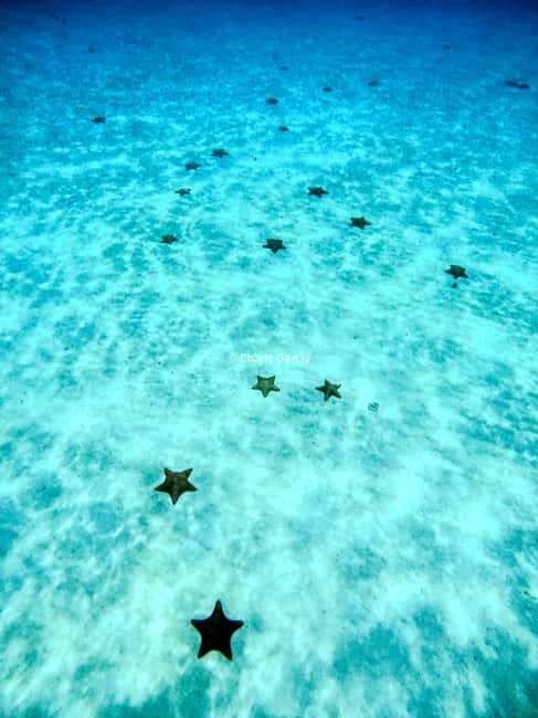 4 Hour Turtle Sanctuary Experience on a Luxury Catamarán - The boat, crew, and general mood