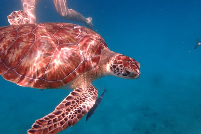 5-Hour Small-Group Catamaran Cruise from Bridgetown with Lunch - Reef or Shipwreck Stop, Depending on Conditions