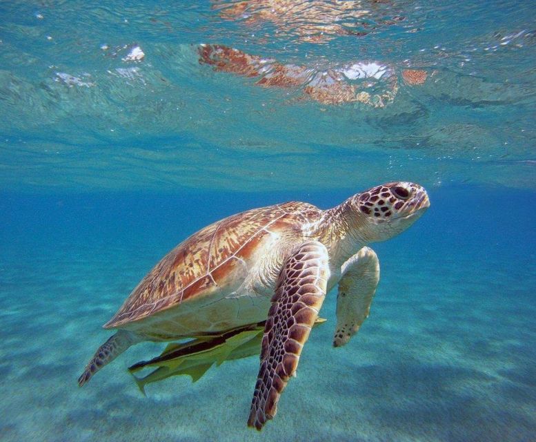 Alanya White Pearl Catamaran Cruise – Scenic Views & Swim - Lunch on board and unlimited soft drinks