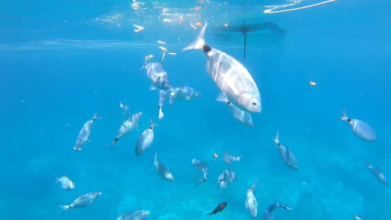 Alghero: Scenic Catamaran Cruise with Lunch and Snorkeling - Swimming and snorkeling stops