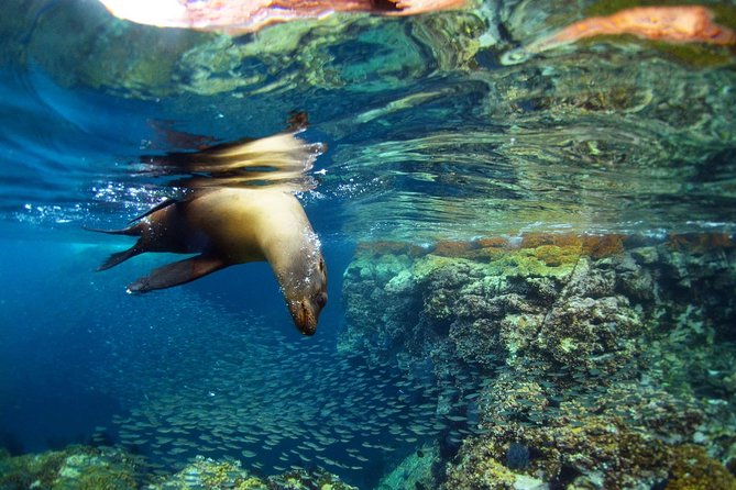 All-Inclusive catamaran Espiritu Santo Island Tour from Los Cabos - Reaching shore by powered snorkel boat