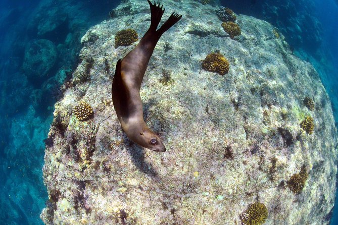 All-Inclusive Catamaran Tour | Beaches & Sea Lions from Los Cabos - Snorkeling, tropical fish, and sea lions
