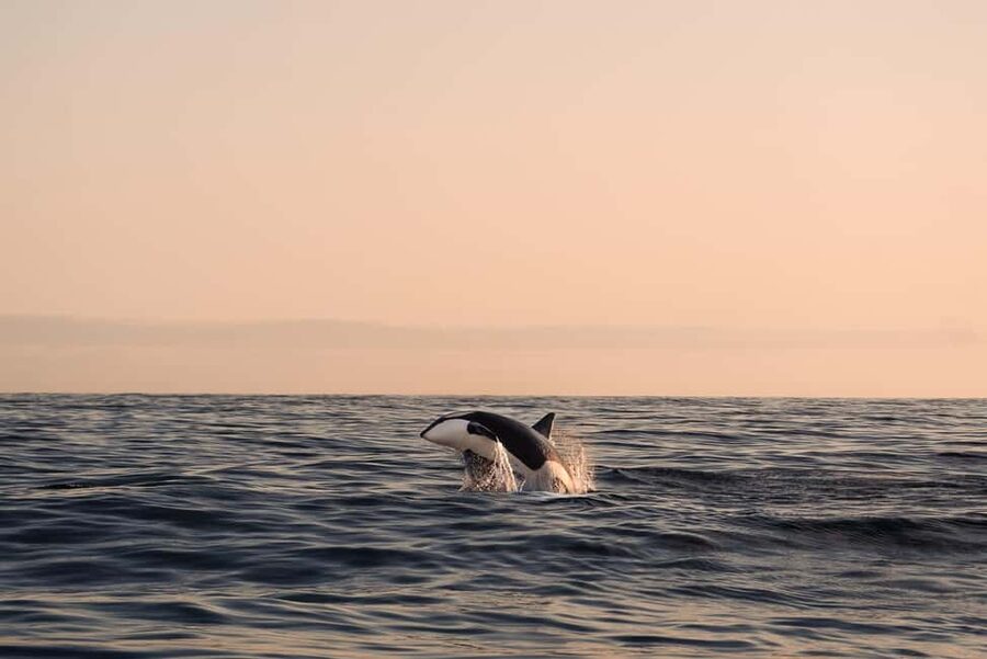 Andenes: Responsible Whale Watching with Classic Catamaran - Key points to know before you book