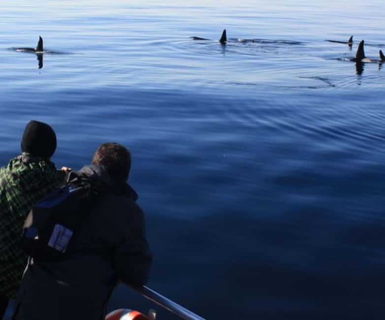 Andenes: Responsible Whale Watching with Classic Catamaran - Why Andenes is a strong place to search for whales