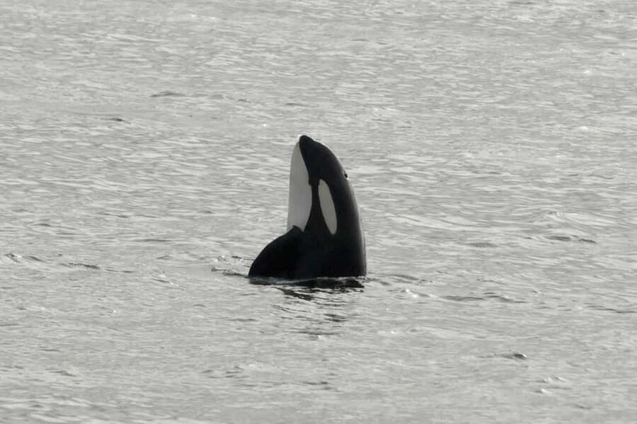 Andenes: Responsible Whale Watching with Classic Catamaran - Boarding a wildlife-friendly catamaran
