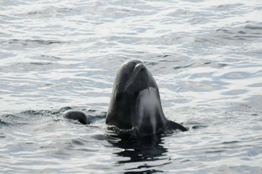 Andenes: Responsible Whale Watching with Classic Catamaran - A warm cabin, soup, and a practical break