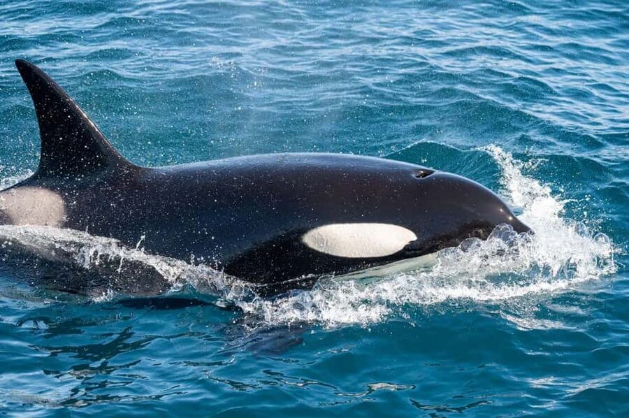 Andenes: Responsible Whale Watching with Classic Catamaran - Rough seas, weather, and the Whale Pass