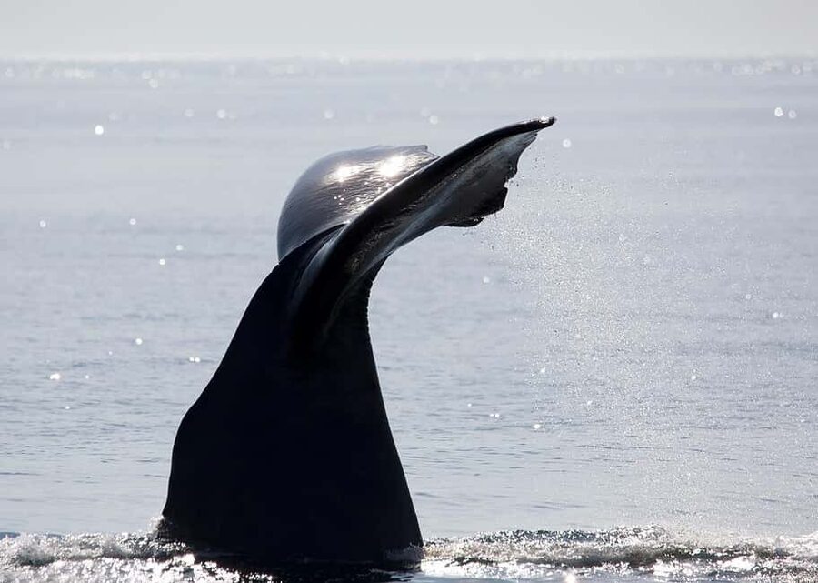 Andenes: Responsible Whale Watching with Classic Catamaran - How to prepare for the best chance of enjoyment