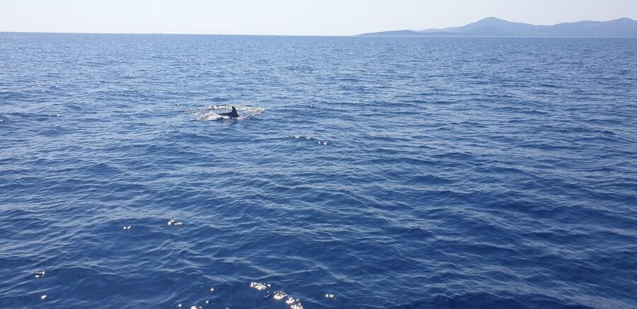Athens: Riviera Catamaran Tour with Fresh Meal and Drinks - Is $144 a fair price?