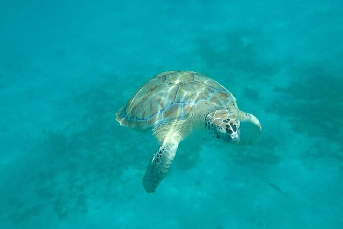 Barbados Catamaran Snorkel Cruise with Open Bar - Who will enjoy this outing most