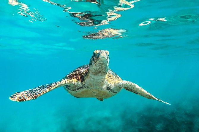 Barbados Catamaran Turtle and Shipwreck Snorkeling Cruise - Key points to know before you book
