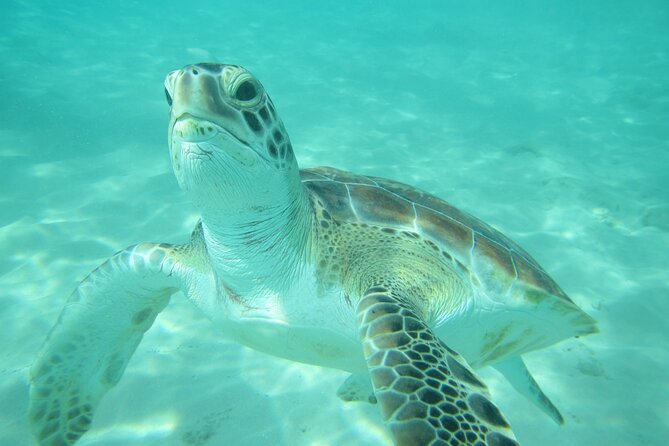 Barbados Catamaran Turtle and Shipwreck Snorkeling Cruise - Sailing west from Bridgetown on El Tigre