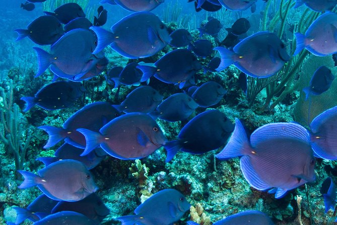 Barbados Catamaran Turtle and Shipwreck Snorkeling Cruise - Lunch, breakfast, and the open bar