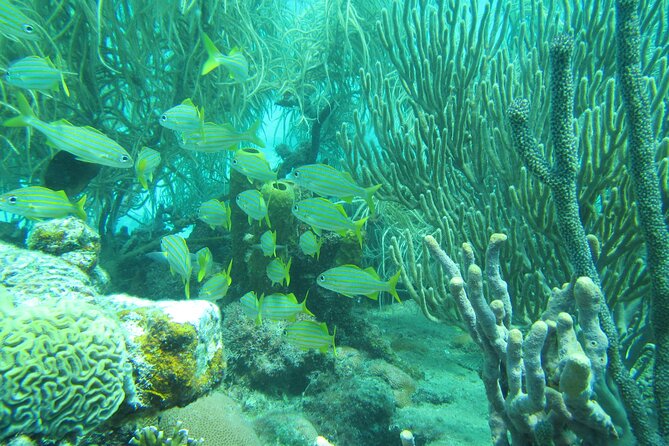 Barbados Catamaran Turtle and Shipwreck Snorkeling Cruise - Crew service and the mood onboard