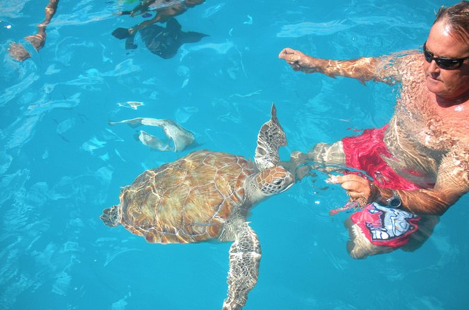 Barbados Catamaran Turtle Snorkel with Lunch and Open Bar - Pickup, timing, and the small details that matter