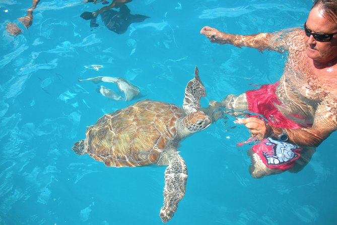 Barbados Catamaran Turtle Snorkel with Open Bar - Carlisle Bay brings the turtles close
