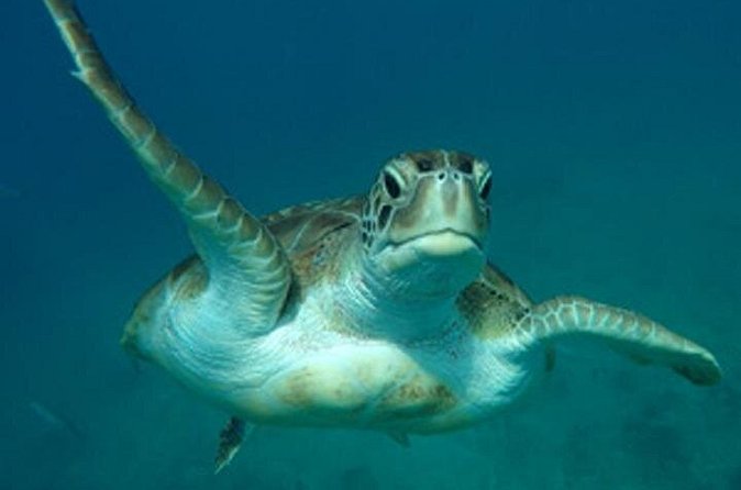 Barbados Sunset and Snorkeling Catamaran Cruise - What $110 gets you