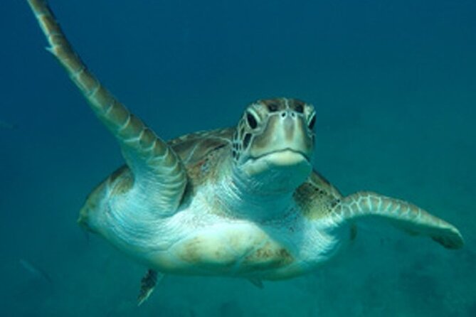Barbados Sunset and Snorkeling Catamaran Cruise - Should you book the El Tigre sunset cruise?