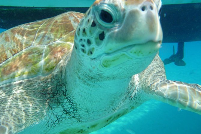 Barbados Sunset and Snorkeling Catamaran Cruise - The catamaran, crew, and small-group feel