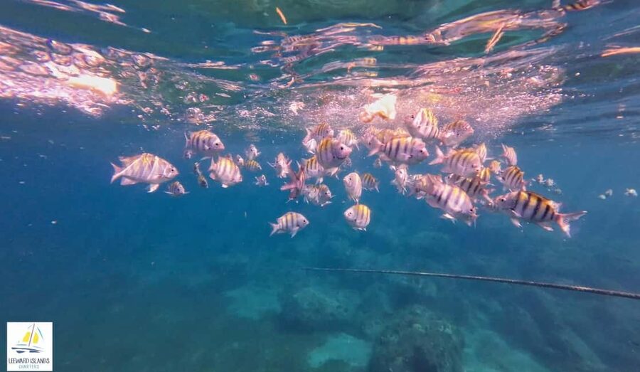 Basseterre: St Kitts 4-hour Catamaran Snorkel Cruise & Lunch - How the four-hour schedule feels