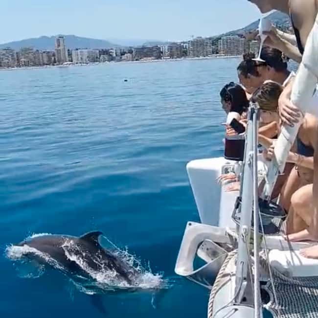Benalmádena: Catamaran with dolphin watching and drinks - Key points to know before booking