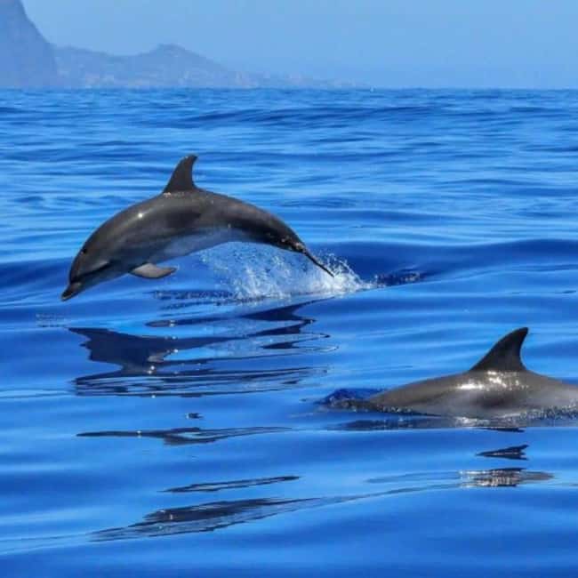 Benalmádena: Catamaran with dolphin watching and drinks - Swimming, snorkeling, and paddleboarding