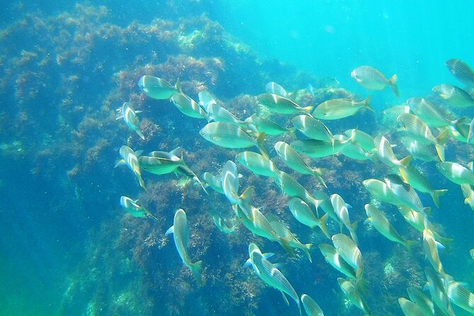 Berlengas Island Catamaran Tour + Snorkeling - Snorkeling with the included mask and fins