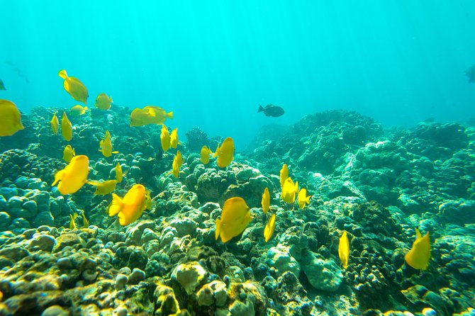 Big Island: Captain Cook Snorkel On A Power Catamaran With Lunch - Practical planning for a smoother morning