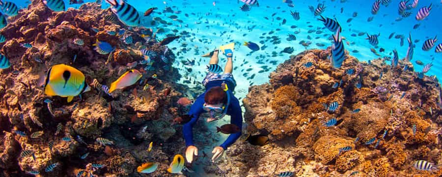 Bora Bora: Half Day Catamaran Sailing & Snorkelling - The coral garden snorkeling stop