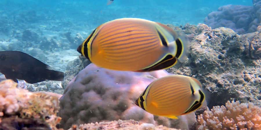 Bora Bora: Half Day Catamaran Sailing & Snorkelling - Practical tips for a smoother outing