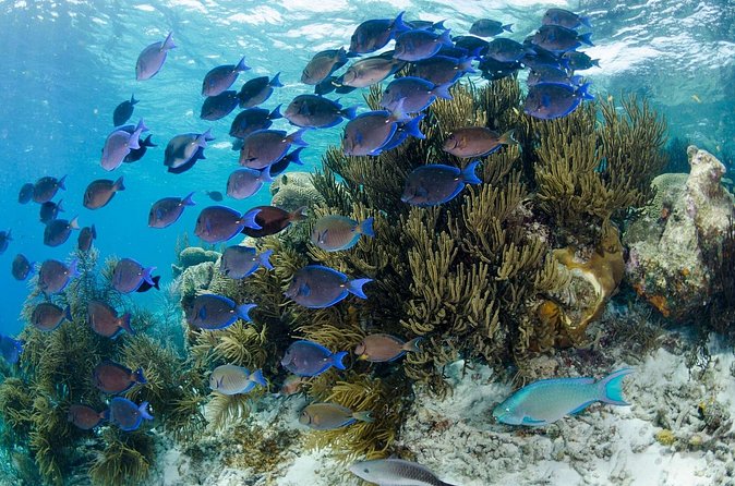 Brunch & Snorkel Catamaran Tour - A Catamaran That Works for Mixed-Age Groups