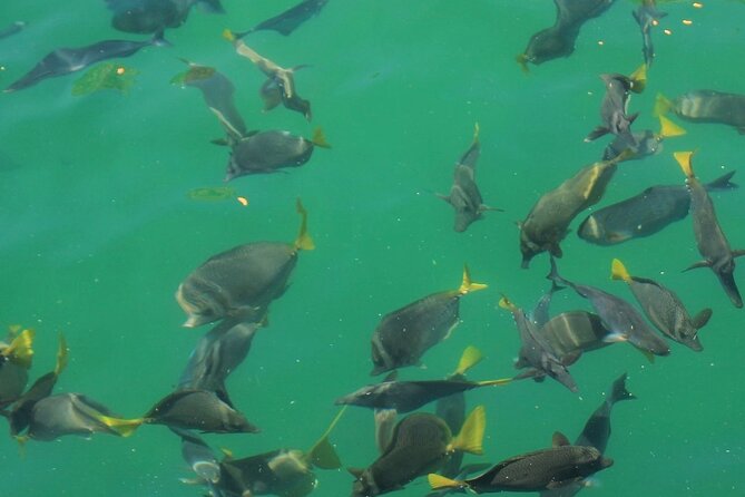 Cabo Catamaran – Snorkeling Tour & Coastal Views - The main risk is not the snorkeling