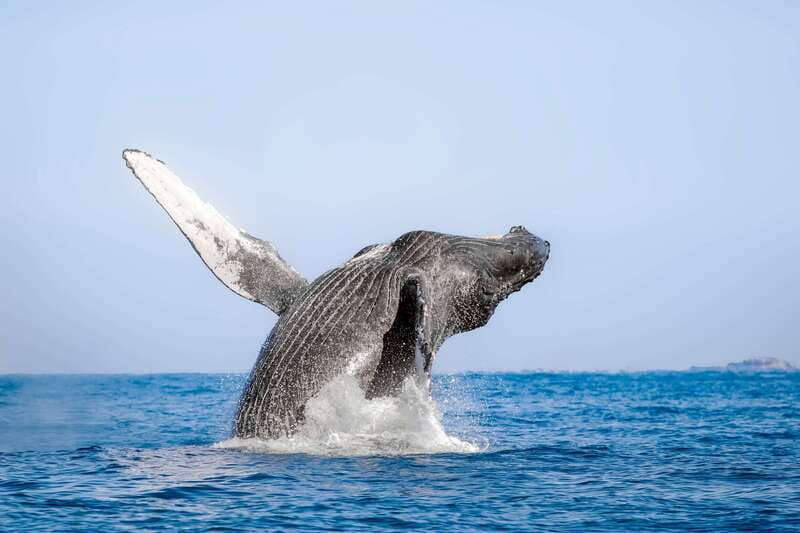 Cabo San Lucas: Luxury Catamaran Whale Watching Experience - A whale watch with a front-row sound track