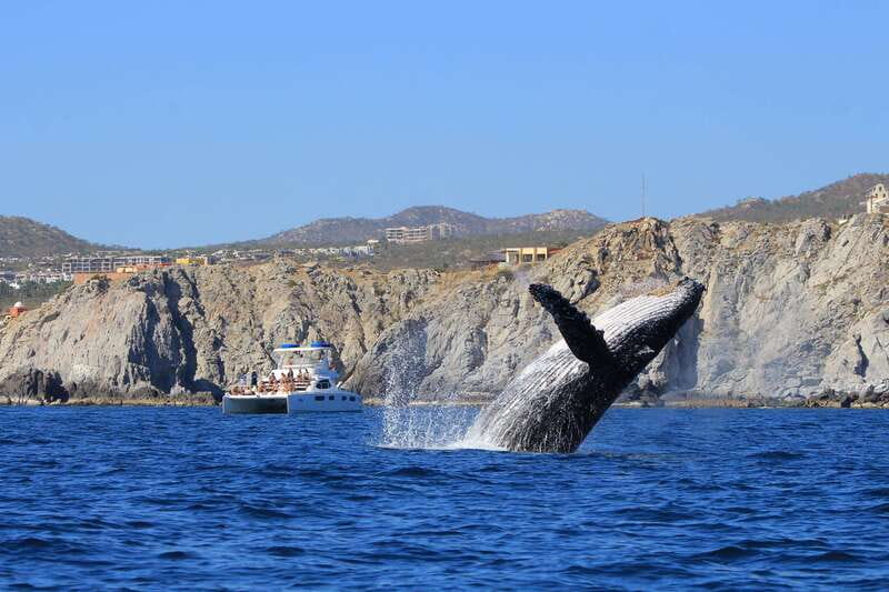Cabo San Lucas: Luxury Catamaran Whale Watching Experience - The catamaran changes the feel of the trip
