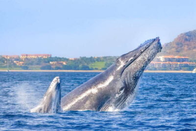 Luxury Catamaran Whale Watching Experience