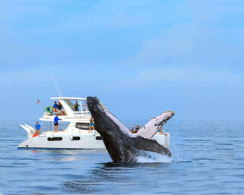 Cabo San Lucas: Luxury Catamaran Whale Watching Experience - The hydrophone is the unusual highlight