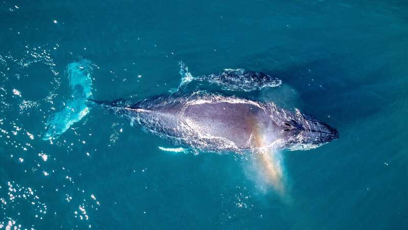 Cabo San Lucas: Luxury Catamaran Whale Watching Experience - Appetizers and an open bar on the water