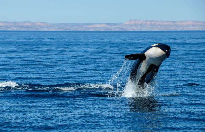 Cabo San Lucas: Luxury Catamaran Whale Watching Experience - Other wildlife around Cabo San Lucas
