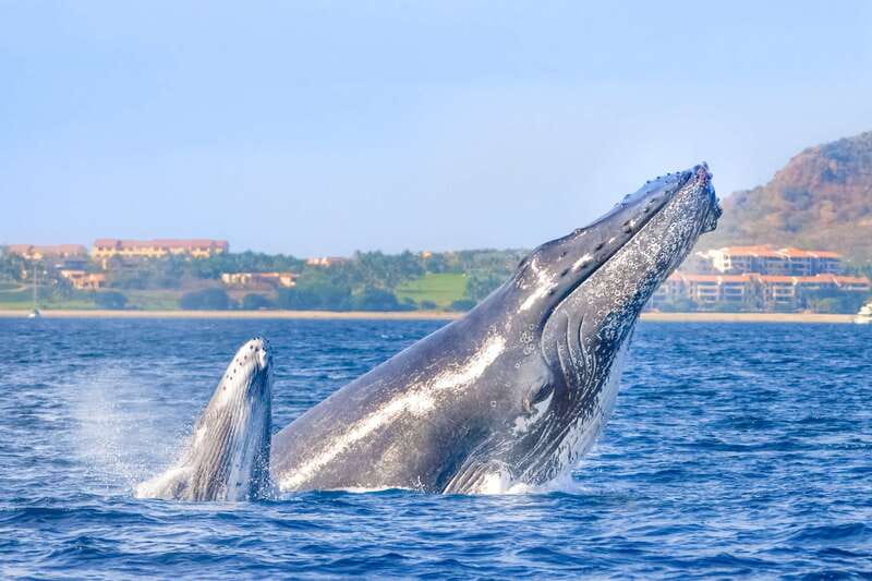Cabo San Lucas: Luxury Catamaran Whale Watching Experience - Meeting at Cabo Adventures in the marina