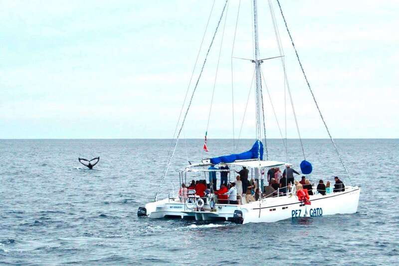 Cabo San Lucas: Whale Watching Catamaran Experience - The Catamaran Ride and Onboard Atmosphere