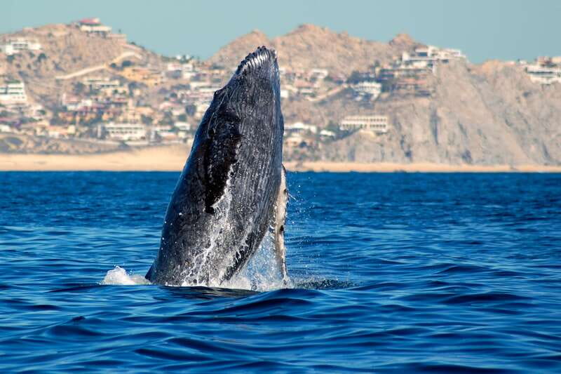 Cabo San Lucas: Whale Watching Catamaran Experience - One Hour Searching for Humpback, Gray, and Blue Whales