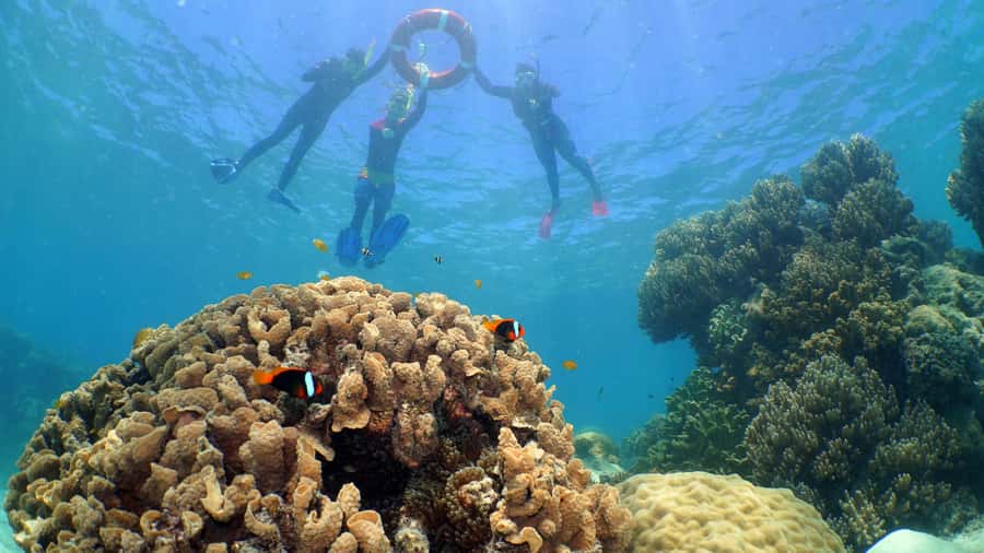 Cairns: Ocean Spirit Great Barrier Reef Full Day Tour - The optional introductory scuba session